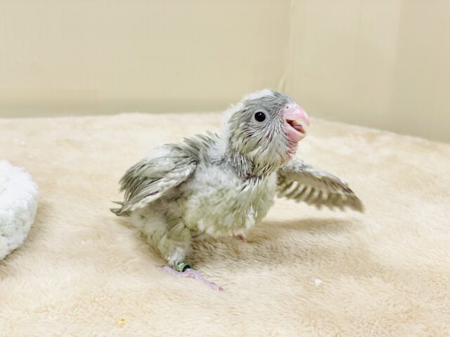 サザナミインコ