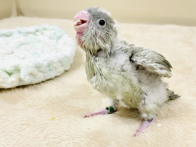 サザナミインコ