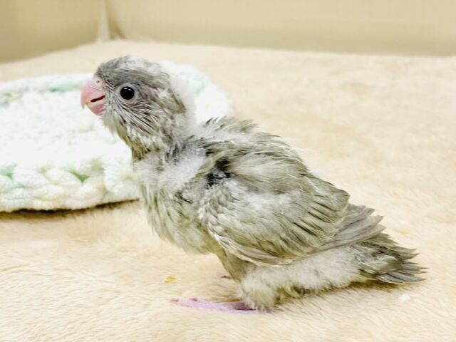 サザナミインコ