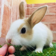 大きい耳につぶらな瞳💗💗💗　ミニウサギ（白×茶）