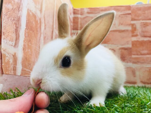 大きい耳につぶらな瞳💗💗💗　ミニウサギ（白×茶）