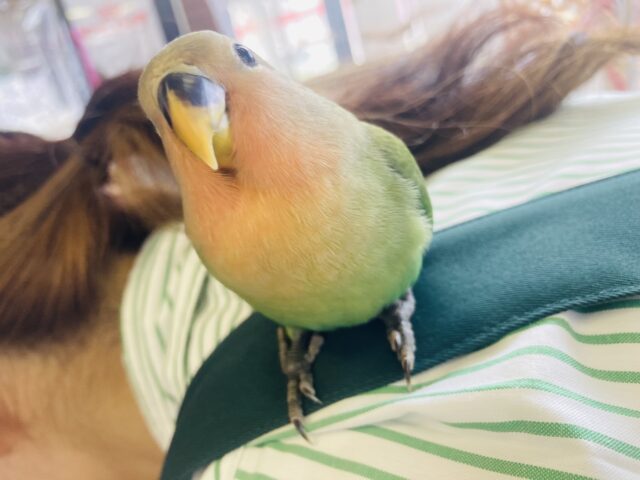 コザクラインコ（小桜インコ）