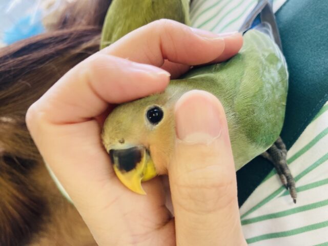 最新画像＆動画更新🆙チュ–リップみたいなお花が咲くよ🌷❤︎かわいい手乗りコザクラインコちゃん(ノーマル)❤️💚