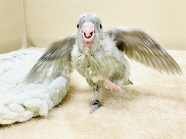 サザナミインコ