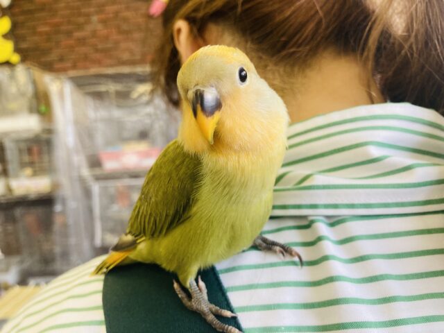 最新画像＆動画更新🆙夕暮れ畦道..🐾🌅かわいい手乗りコザクラインコちゃん(オレンジフェイスオパーリン)🎐