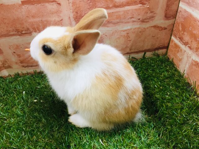 ミニウサギ
