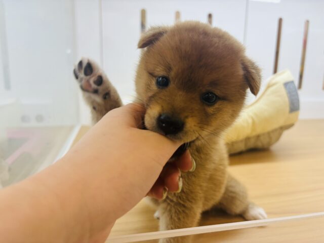 可愛すぎる耳垂れ!?柴犬くん! 柴犬