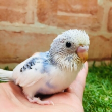 青空カラーのセキセイちゃん💙💙💙　セキセイインコ（パイド）