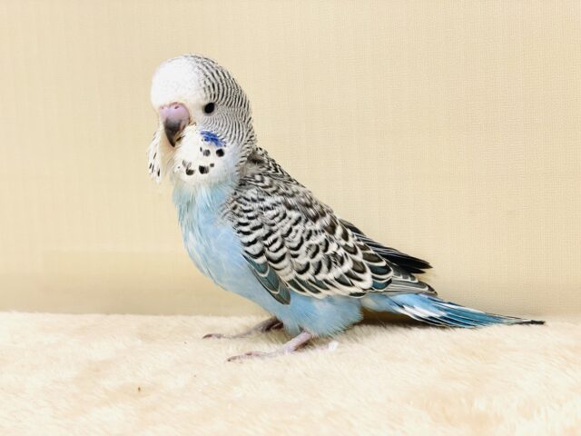 あふれ出る存在感！！🩵ジャンボセキセイインコ（ヒナ）