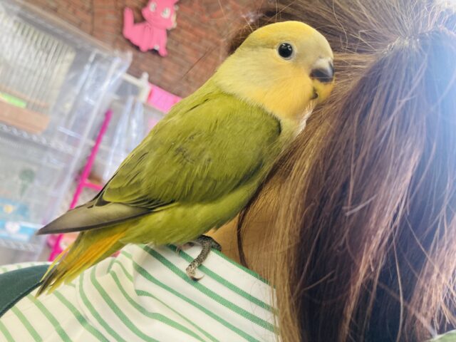 コザクラインコ（小桜インコ）