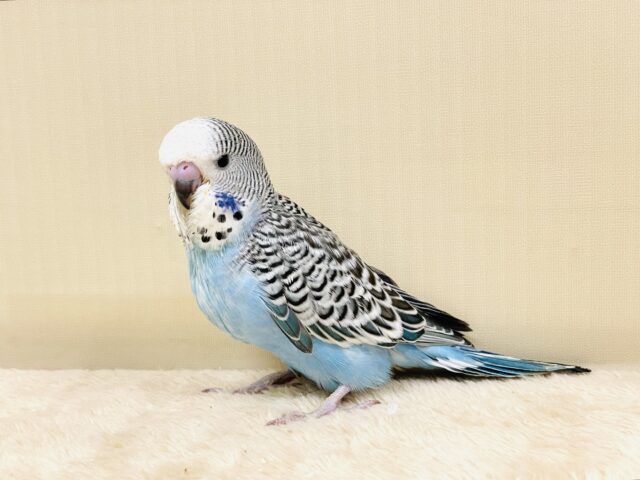 ジャンボセキセイインコ