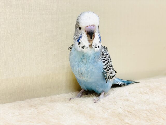 ジャンボセキセイインコ