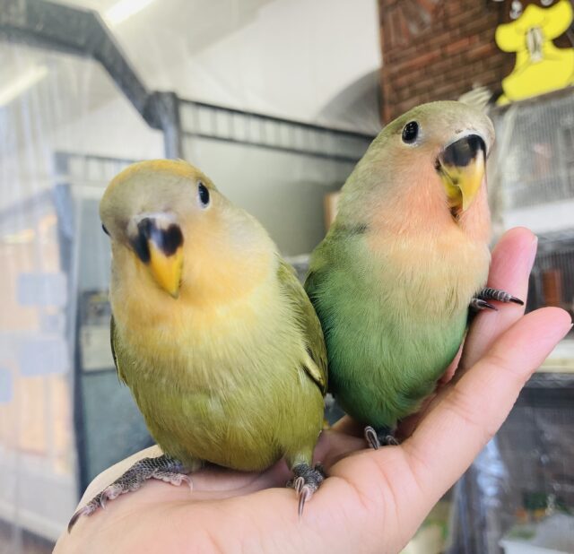 コザクラインコ（小桜インコ）