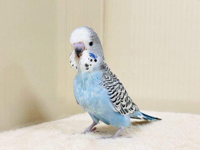 ジャンボセキセイインコ