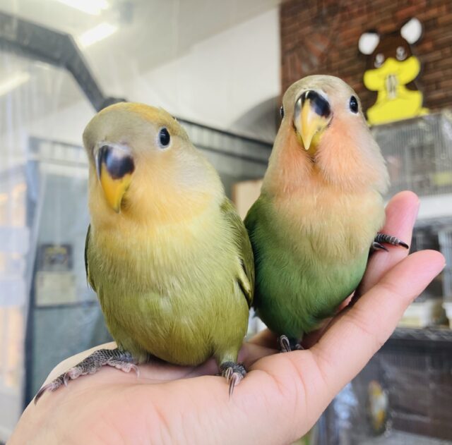 コザクラインコ（小桜インコ）