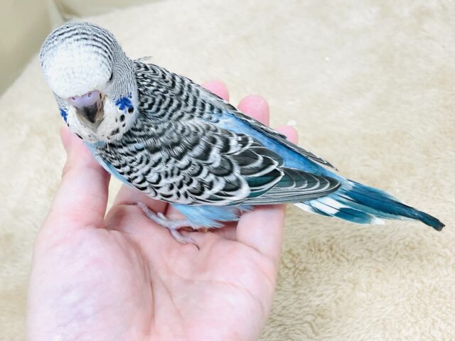 ジャンボセキセイインコ