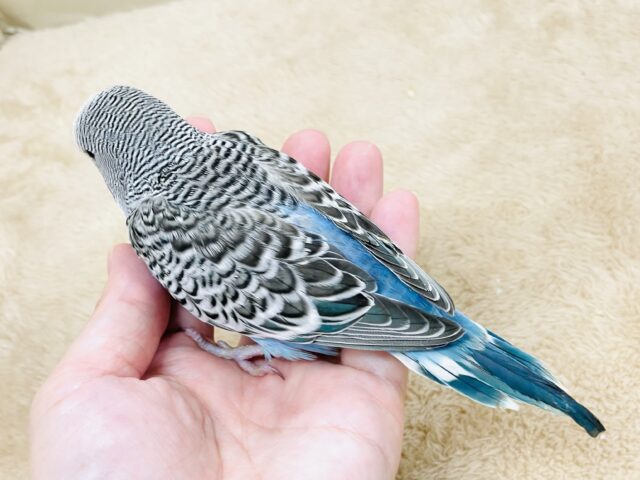 ジャンボセキセイインコ