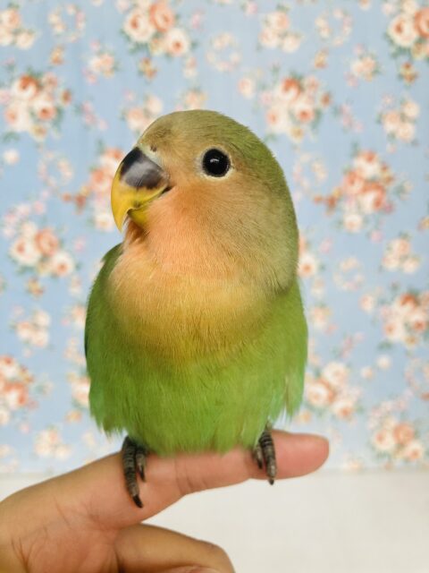 コザクラインコ（小桜インコ）