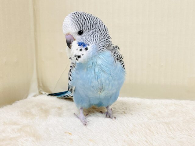 ジャンボセキセイインコ