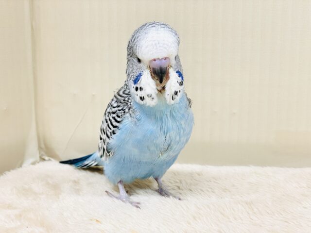 ジャンボセキセイインコ