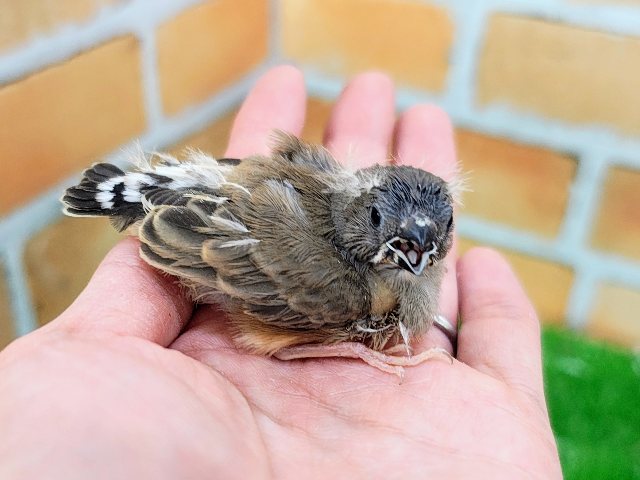錦花鳥（キンカチョウ）