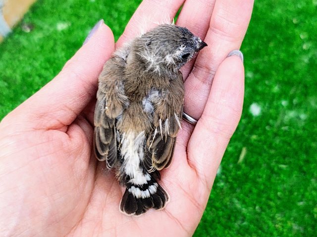 錦花鳥（キンカチョウ）