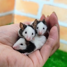 1度飼ったらヌマる！！🐼パンダマウスの女の子入荷しました❤️