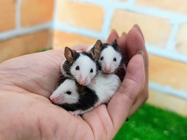 1度飼ったらヌマる！！🐼パンダマウスの女の子入荷しました❤️
