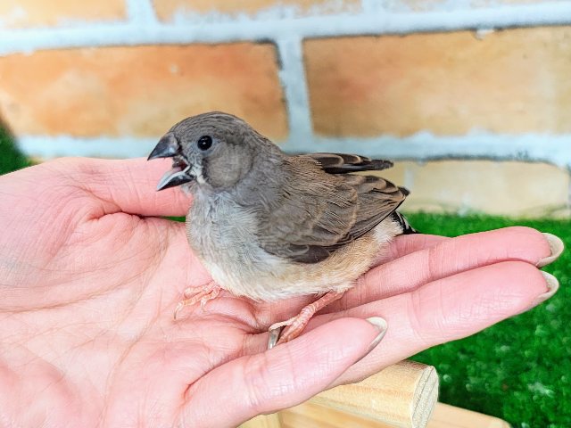 カキカキ、ふわわぁーん☁キンカチョウのヒナ入荷しました❤️ 錦花鳥(キンカチョウ)