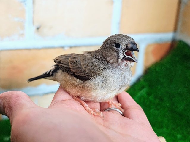 錦花鳥（キンカチョウ）