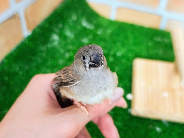 錦花鳥（キンカチョウ）