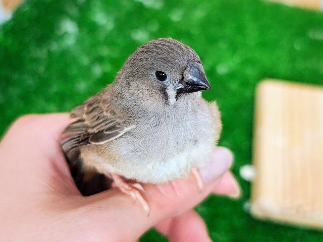 カキカキ、ふわわぁーん☁キンカチョウのヒナ入荷しました❤️