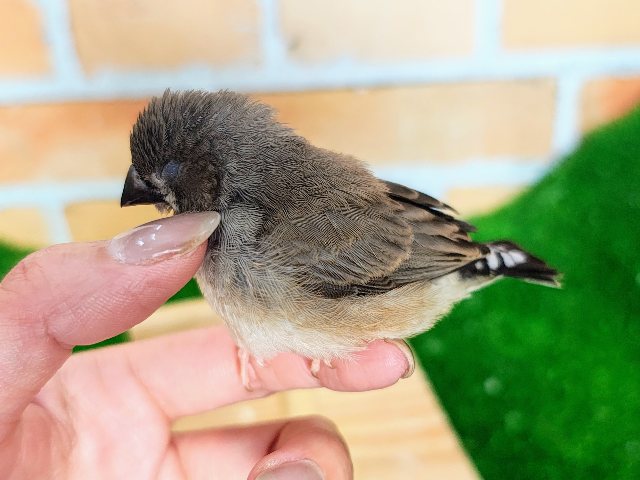 錦花鳥（キンカチョウ）