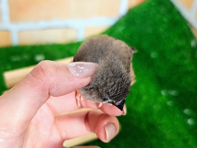 錦花鳥（キンカチョウ）