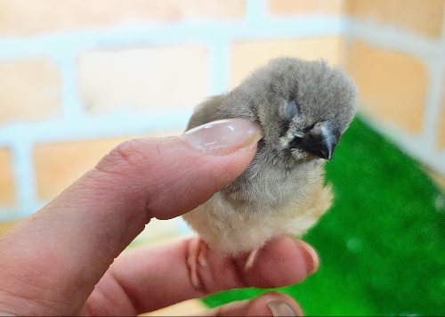 カキカキ、ふわわぁーん☁キンカチョウのヒナ入荷しました❤️ 錦花鳥(キンカチョウ)