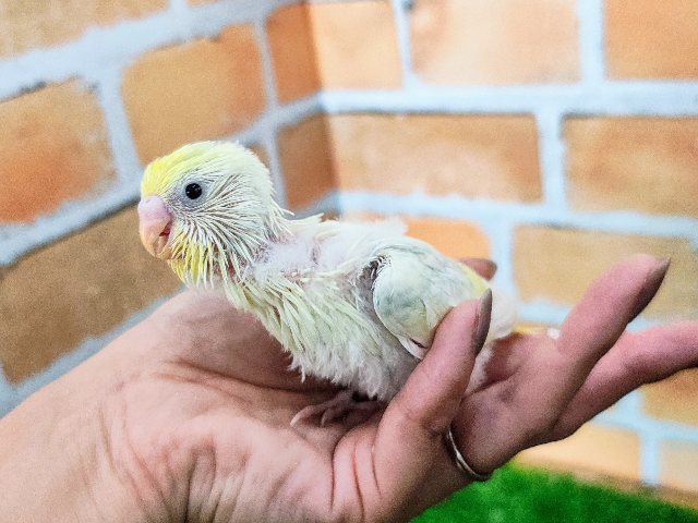 セキセイインコ