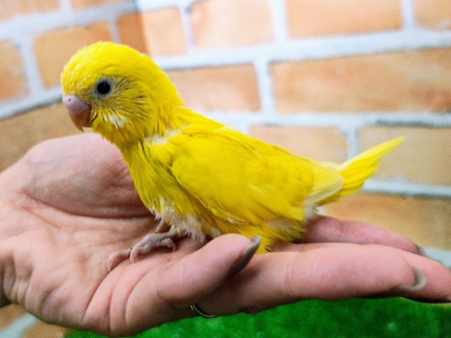 セキセイインコ