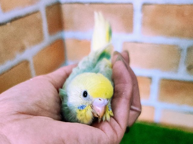 エメラルドグリーン系🍏セキセイインコのヒナ(パステルレインボーパイド)入荷しました❤️