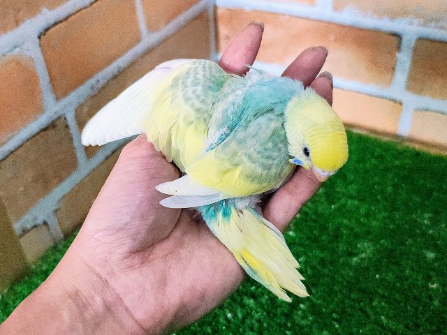 セキセイインコ
