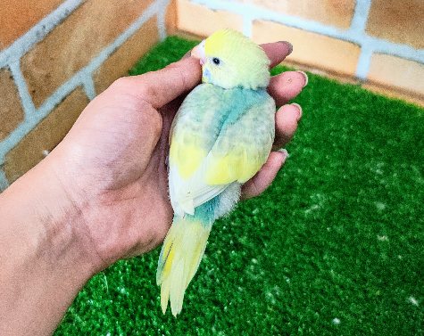 セキセイインコ