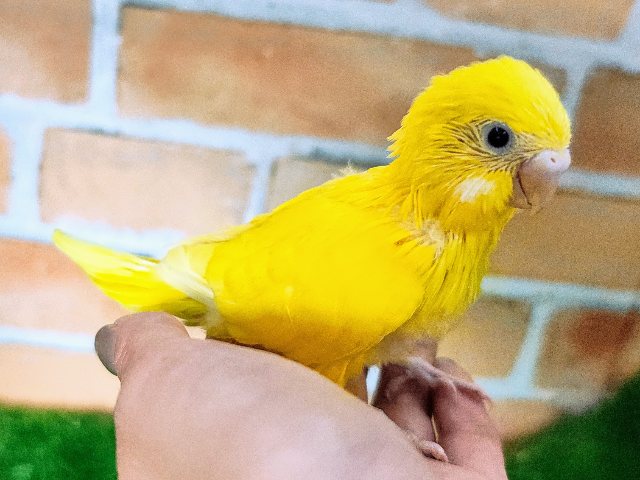 セキセイインコ