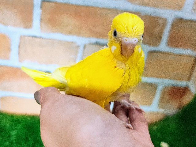 セキセイインコ