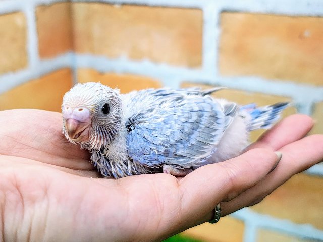 美カラー💓‪セキセイインコのヒナ(ブルースパングル)入荷しました❤️