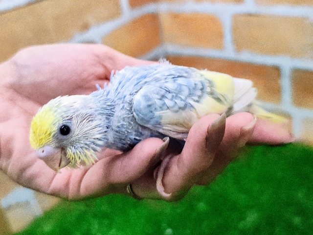 セキセイインコ