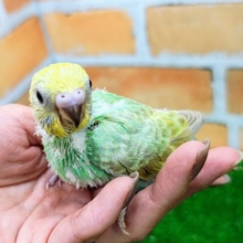 ひと目で虜に…✨セキセイインコのヒナ(パステルレインボースパングル)入荷しました❤️
