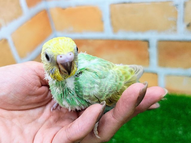 ひと目で虜に…✨セキセイインコのヒナ(パステルレインボースパングル)入荷しました❤️