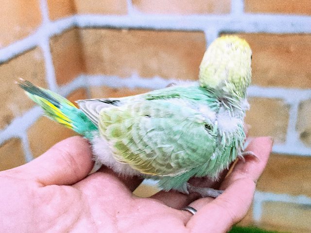 セキセイインコ