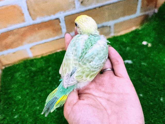 セキセイインコ