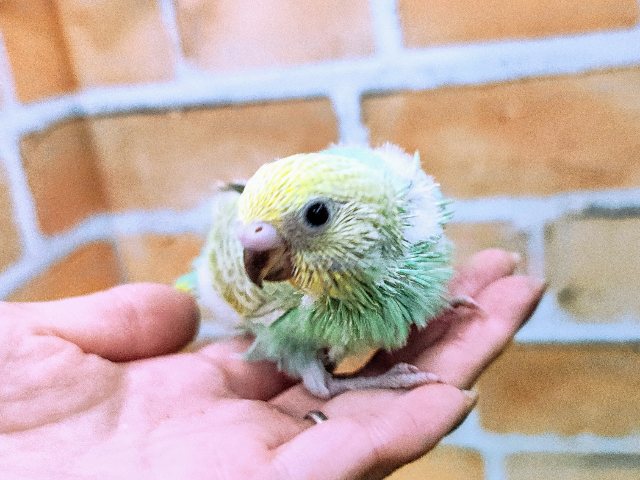 セキセイインコ