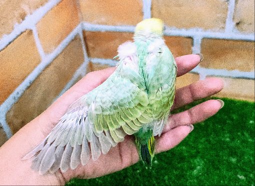 セキセイインコ